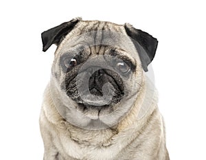 Close-up of a Pug, 6 years old ,