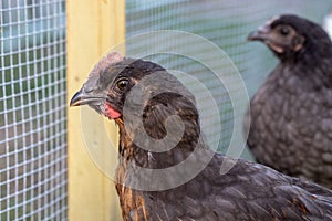 Close-up of pullets and cockerels