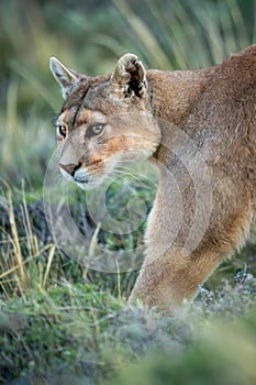 Close-up of puma with catchlights crossing scrubland