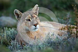 Close-up of puma with catchlights lying staring