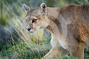 Close-up of puma with catchlights traversing scrubland