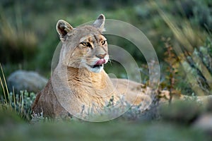 Close-up of puma lying with bright catchlights