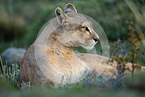 Close-up of puma lying down with catchlight photo