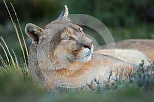 Close-up of puma lying staring with catchlight photo