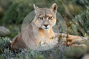 Close-up of puma lying staring with catchlights