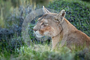 Close-up of puma sitting with bright catchlight photo