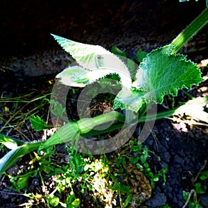 Close-up pumpkin young fruit in the garden. Strong green pumpkin vine growing