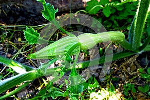 Close-up pumpkin young fruit in the garden. Strong green pumpkin vine growing