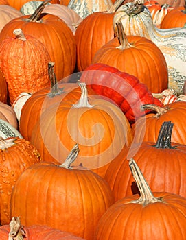 Close up of Pumpkins