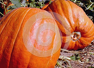 Close-up Pumpkins Patch Halloween