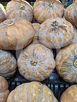 a close up of pumpkins at the rack