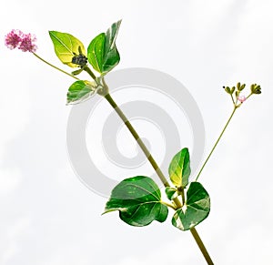 Close up punarnava plant with white background.