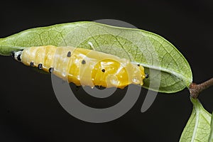 close up of the pupa of the painted jezebel butterfly.