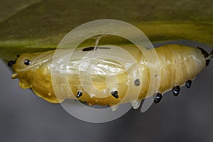 close up of the pupa of the painted jezebel butterfly.