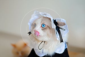 Close up of puppet cat in maid`s dress, the cat is licking, amazing blue eye kitty