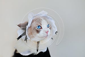 Close up of puppet cat in maid`s dress with cute hat, the cat is licking.Side face