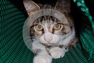 Close-up of the of a puppy cat inside a plastic net rolled up photo