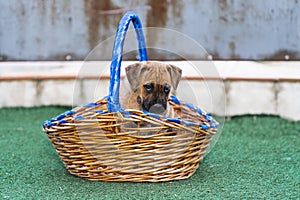 Close up of puppy inside a wicker basquet in the grass photo