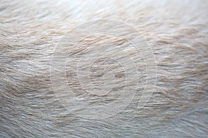 Close up puppy Lab Dog fur textures