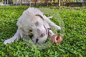 Close-up of puppy playing