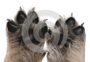 Close-up of puppy's paws, 4 weeks old
