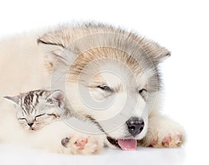 Close up puppy sleeping with kitten. isolated on white background
