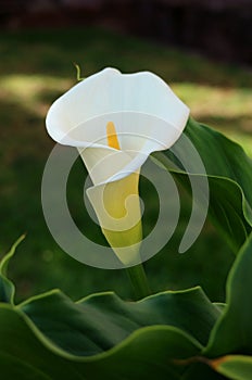 Close up of a pure white Calla Lily flower on deep green foliage