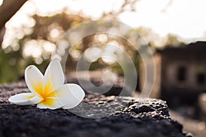 Close up of pure white plumeria flower