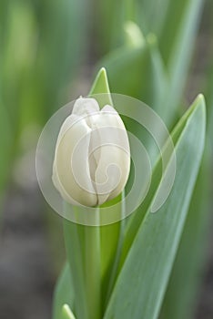 Close-up of a pure white tulip flower blooming in the garden on a blurred background