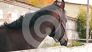 Close-up of a purebred brown horse stands behind a wooden fence in the corral. A pet stallion in a bridle licks a wooden fence. A