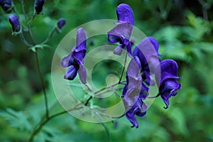 Close up of purple Aconitum blossoms in the forest