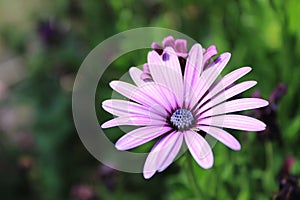 Close-up of purple African daisy flower on the green background