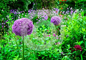 Allium Purple Pom Pom in Monet Garden photo