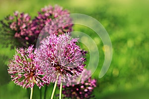 Close up of Purple Allium flower