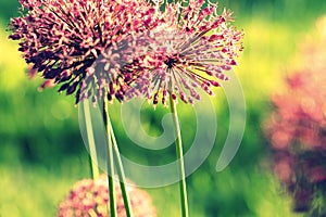 Close up of Purple Allium flower