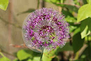 Close-up of purple allium flower