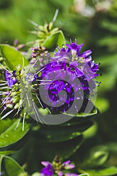Close up of a purple allium flower