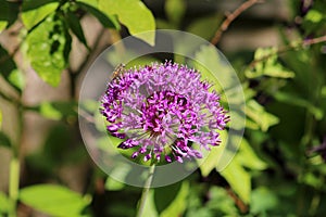 Close-up of purple allium flower with insect