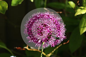 Close-up of purple allium flower in sunlight