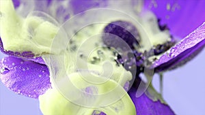 Close up of purple anemone flower bud with light yellow inks spreading underwater. Stock footage. Ink clouds spreading