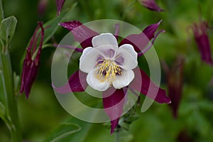 Close up of a purple Aquilegia flower