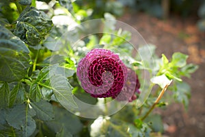 Close up of purple asteraceae dahlia \