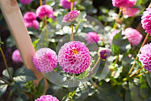 Close up of purple asteraceae dahlia \