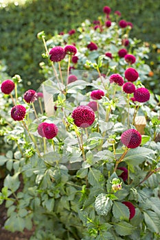 Close up of purple asteraceae dahlia 