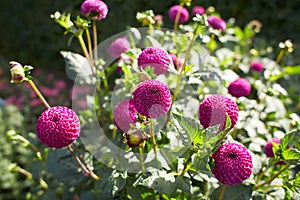 Close up of purple asteraceae dahlia \