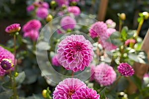 Close up of purple asteraceae dahlia 