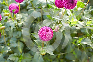 Close up of purple asteraceae dahlia 