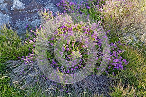 Close up of purple Bell Heather plant growing in shade