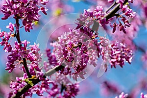 Close-up of purple blossom of Eastern Redbud, or Eastern Redbud Cercis canadensis in spring sunny garden