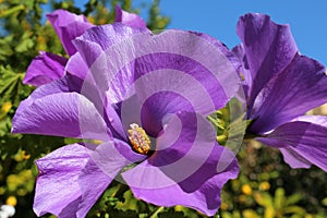 Close up of purple blossoms of Australian native hibiscus Alyogyne huegelii